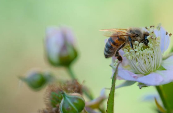 Les fleurs mellifères pour sauver les abeilles